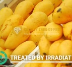 Muốn đưa xoài sang Úc, cần vượt qua hàng rào nào?