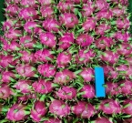 Các biện pháp và thủ tục cần thực hiện khi xuất khẩu thanh long sang EU