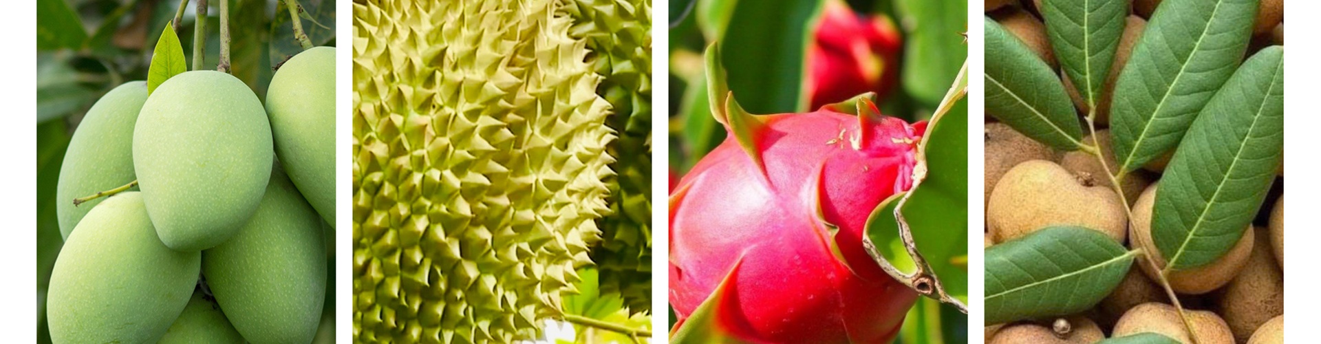 image banner