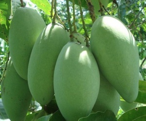 Kinh nghiệm chọn Xoài ngon