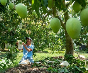 Kết hợp du lịch sinh thái và xoài – chiến lược mới của Đồng Tháp