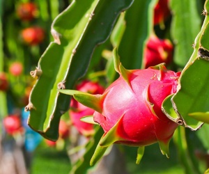 Kinh nghiệm chọn Thanh Long ngon