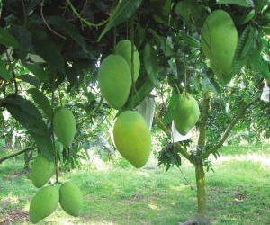 Tăng trưởng xanh - tiền đề cho sự phát triển bền vững