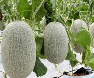 Kinh nghiệm chọn Dưa lưới, dưa tây ngon