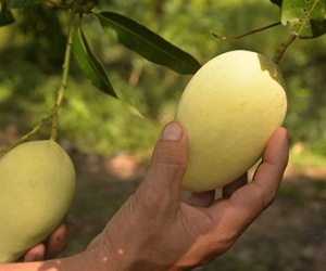 Đồng Tháp đồng hành cùng doanh nghiệp đưa xoài ra thế giới