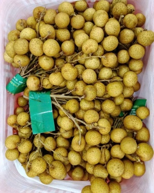 Nhãn Ido Xuất Khẩu
