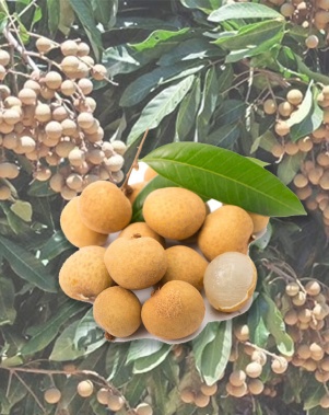 Nhãn Ido Xuất Khẩu
