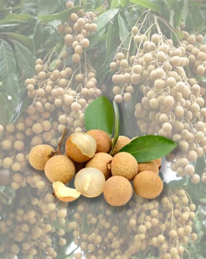 Thanh Nhãn Xuất Khẩu