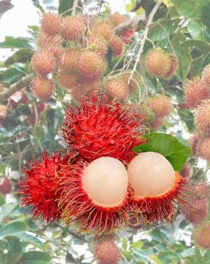 Trái Chôm Chôm Java Xuất Khẩu
