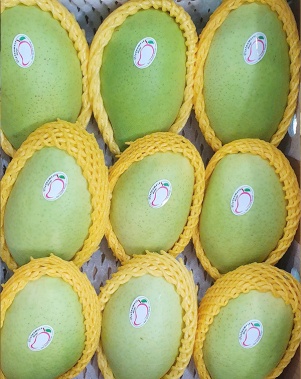 Xoài Cát Hòa Lộc Xuất Khẩu