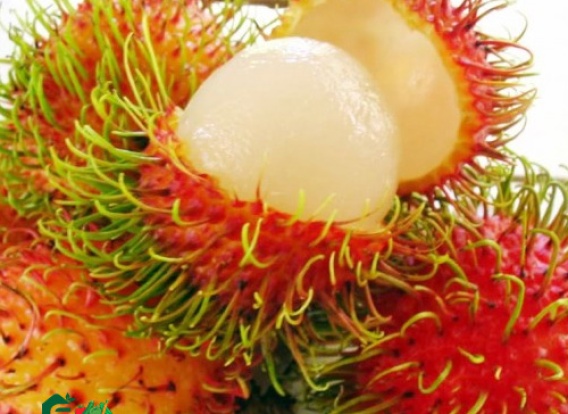 CHÔM CHÔM THÁI