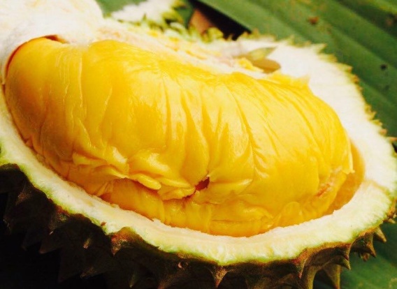 Sầu Riêng XK