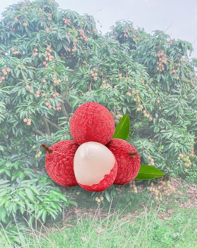 Quả Vải Xuất Khẩu