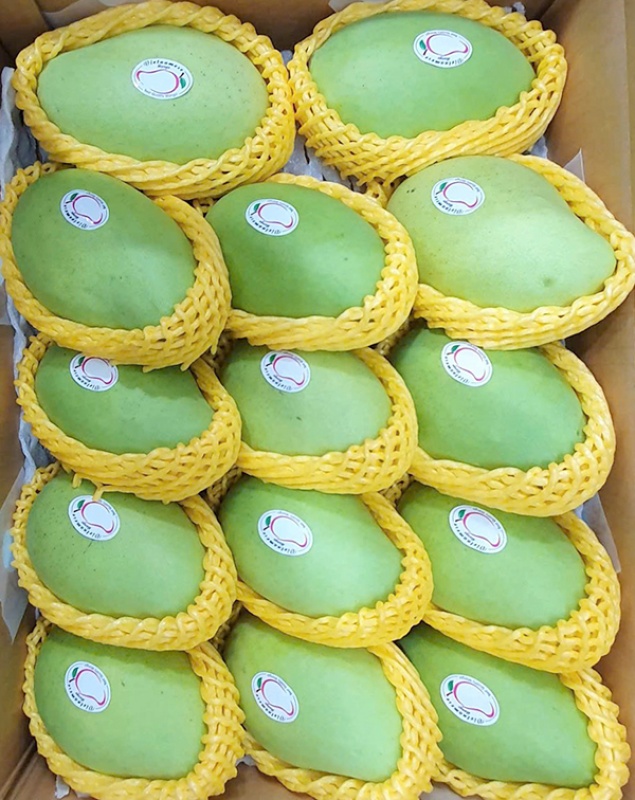Xoài Cát Chu Xanh Xuất Khẩu