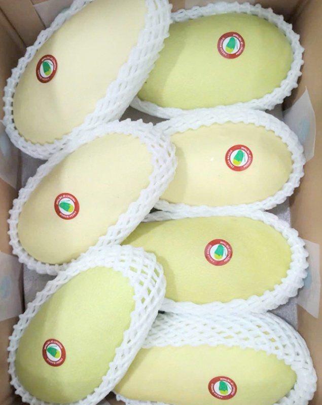 Xoài Tượng Da Vàng Xuất Khẩu